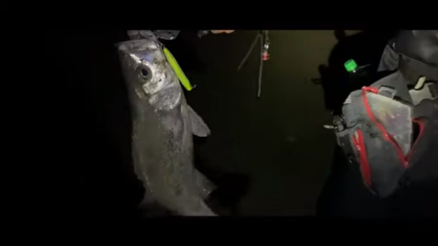 【サーフの怪物】遠州サーフで世界記録級のオオニベが釣れた話